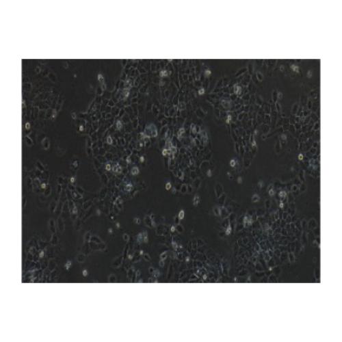 Human Epidermal Cancer Cell Line, #A431(A-431)