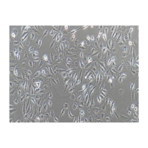 Human Kidney Cancer Cell Line, #A498