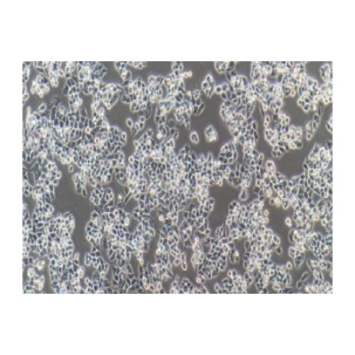 Human Ovarian Cancer Cell Line, #A2780