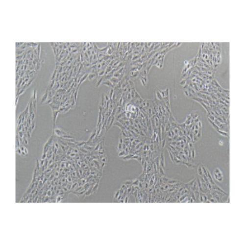 Human Retinal Pigment Epithelial Cell Line, #ARPE-19