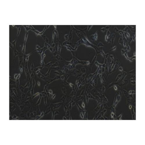 Human Bronchial Epithelial Cell Line, #BEAS-2B