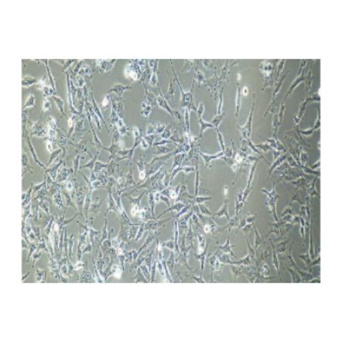 Choroidal Melanoma Cell Line In The Human Eye, #C918