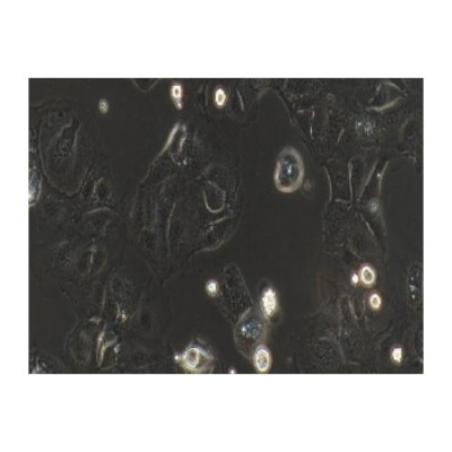 Human Colonic Adenocarcinoma Cell Line, #CACO-2