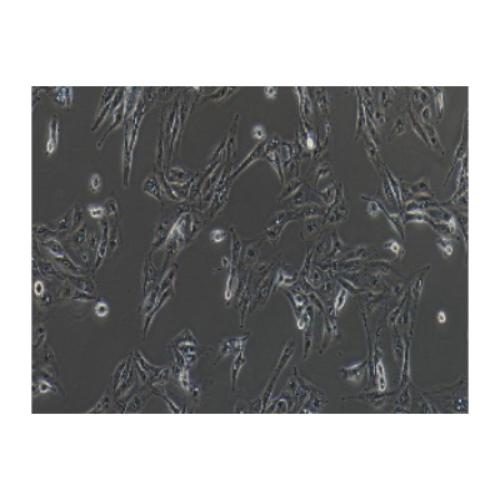 Skin Metastatic Cell Line Of Human Renal Clear Cell Carcinoma, #CAKI-1