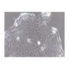 Human Pancreatic Cancer Cell Line, #CAPAN-2