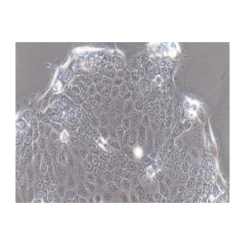 Human Pancreatic Cancer Cell Line, #CAPAN-2