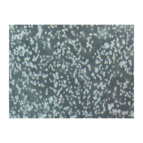 Human Acute Lymphoblastic Leukemia Cell Line, #CCRF-CEM