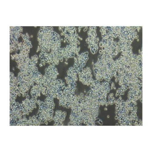 Human Colorectal Adenocarcinoma Cell Line, #COLO320