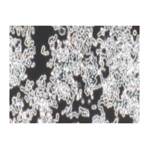 Human Colorectal Adenocarcinoma Cell Line, #COLO320 DM