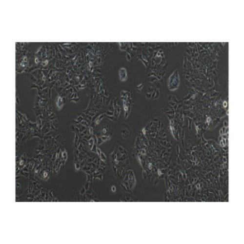 Human Colorectal Adenocarcinoma Cell Line, #DLD-1