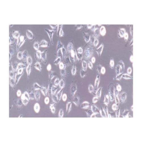 Human Bladder Cancer Cell Line, #ECV-304