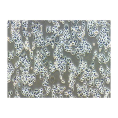 Paclitaxel-Resistant Strains Of Human Colorectal Cancer, #HCT-15/TAXOL