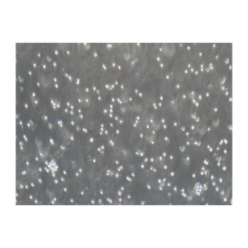 Human Erythroleukocyte Leukemia Cell Line, #HEL