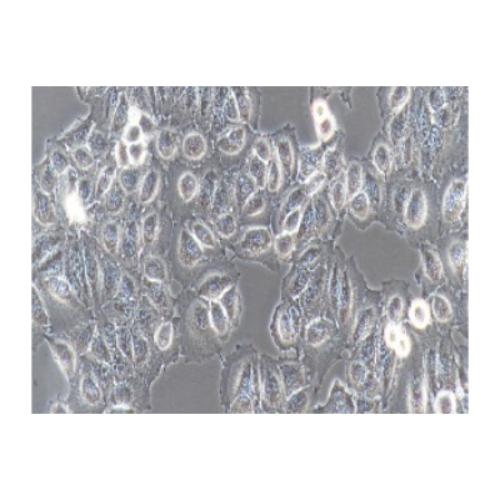 Human Cervical Cancer Cell Line, #HELA