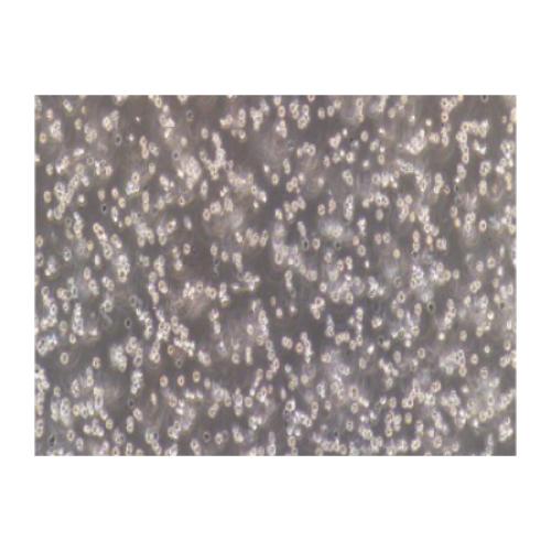 Human Promyeloid Leukemia Cell Line, #HL 60(HL-60)