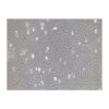 Human Osteosarcoma Cell Line, #HOS