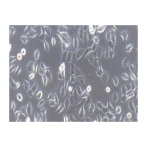 Human Pancreatic Cancer Cell Line, #HPAC