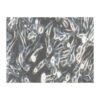 Human Glioma Cell Line, #HS683