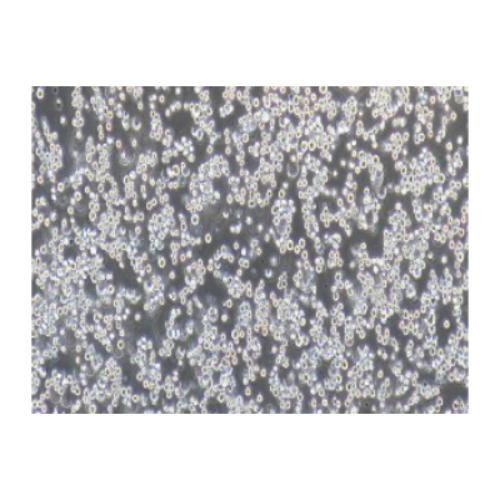 Human K562 Doxorubicin-Resistant Cell Line, #K562/ADR