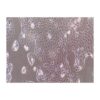 Human Pancreatic Cancer Epithelial Cell Line, #PANC 05.04