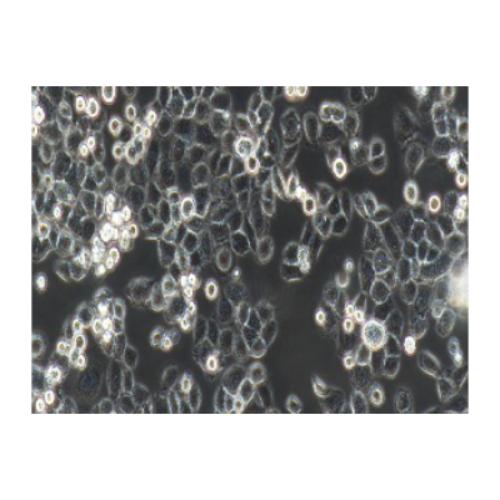 Human Pancreatic Cancer Cell Line, #PANC-1