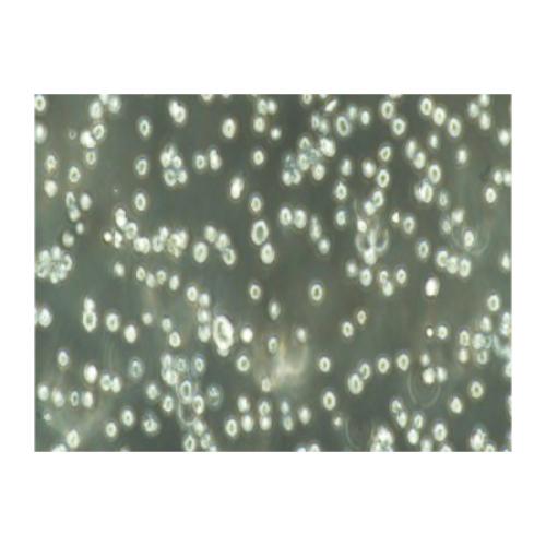 Human Myeloma Cell Line, #NCI-H929