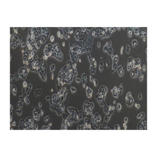 Human Lung Squamous Cancer Cell Line, #NCI-H520