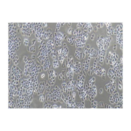 Human-Cell Lung Cancer Cell Line, #NCI-H460 [H460]?