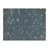 Human Small-Cell Lung Cancer Cell Line, #NCI-H446