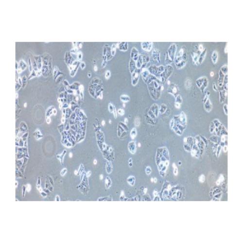 Human Non-Small-Cell Lung Cancer Cell Line, #NCI-H358