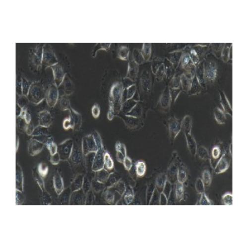 Human Lung Squamous Cancer Cell Line, #NCI-H226