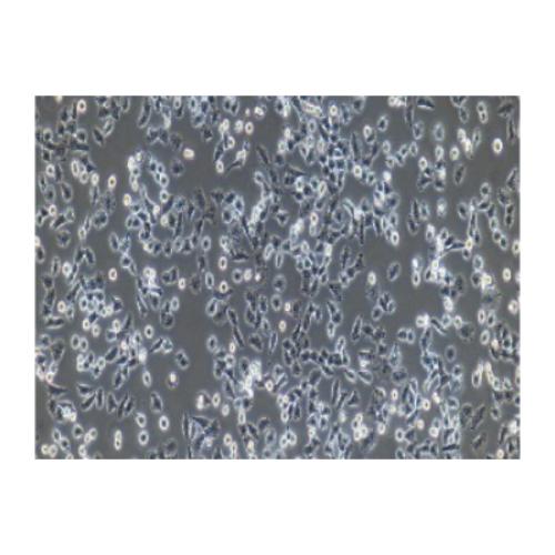 Human Non-Small-Cell Lung Adenocarcinoma Cell Line, #NCI-H157