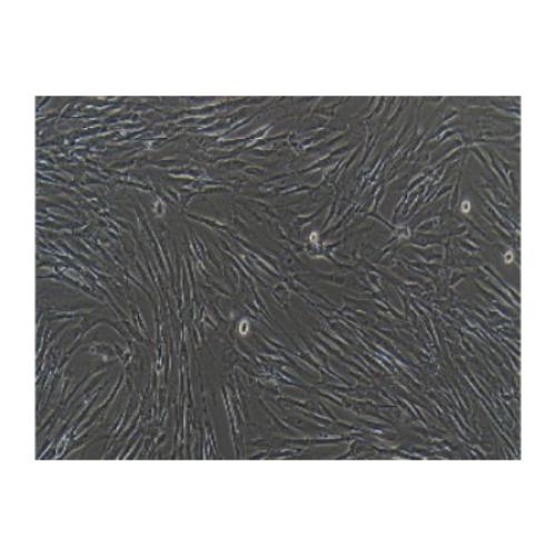 Human Embryonic Lung Cell Line, #MRC-5