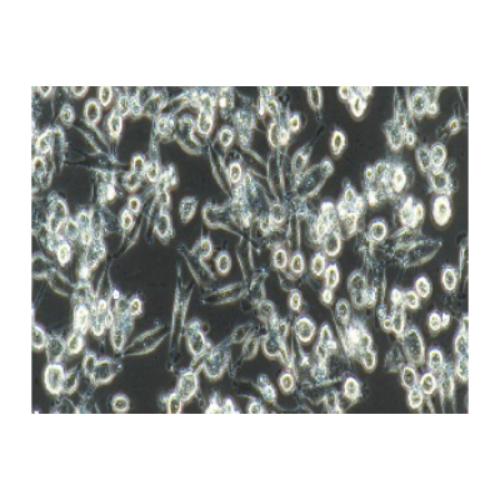 Human Pancreatic Cancer Cell Line, #MIA-PACA-2