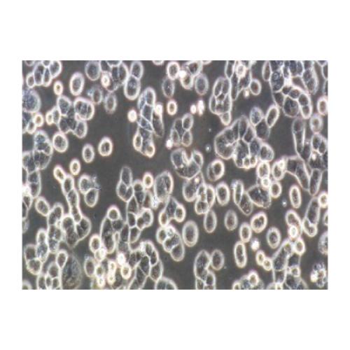 Human Breast Cancer Cell, #MDA-MB-468