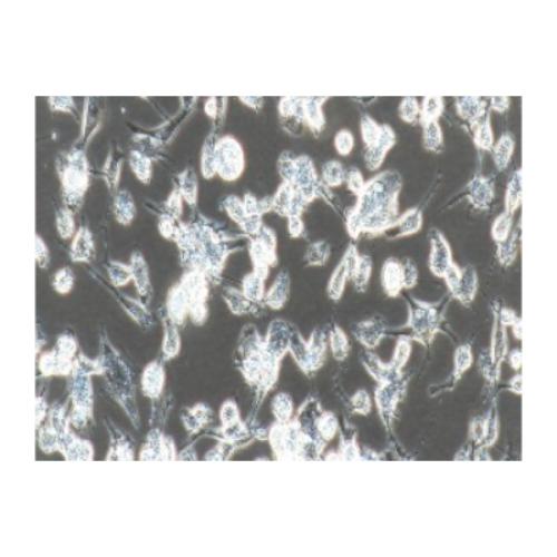 Human Breast Cancer Cell, #MDA-MB-436