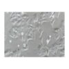 Human Breast Cancer Cell, #MDA-MB-361