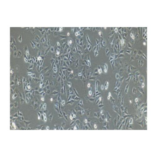 Human Breast Cancer Cell, #MDA-MB-231