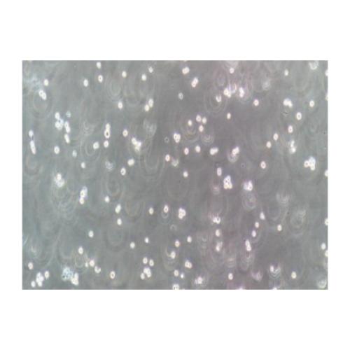 Human Peripheral Blood Basophilic Leukemia Cell Line, #KU812