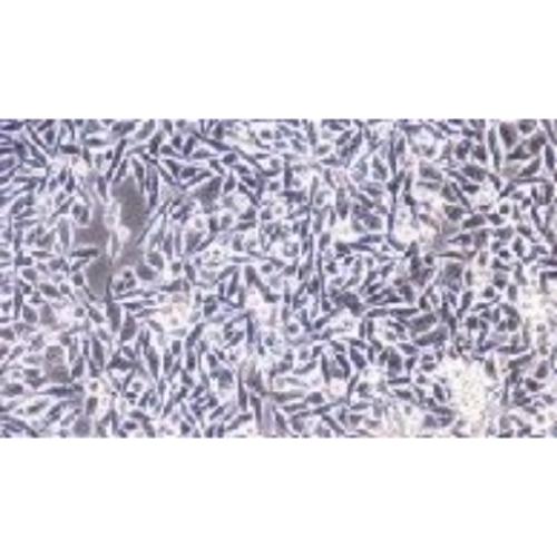 Human Colorectal Cancer Cell Line, #P53R [JHU-56]