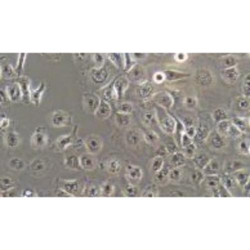Human-Cell Lung Cancer Cell Line, #NCI-H661[H661]