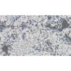 Human Colon Cancer Cell Line, #CW-2
