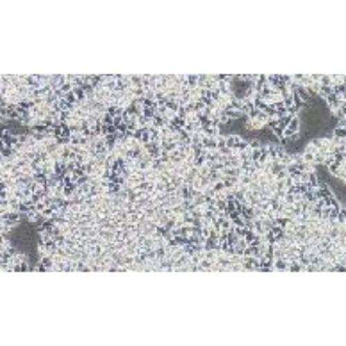 Human Colon Cancer Cell Line, #CW-2