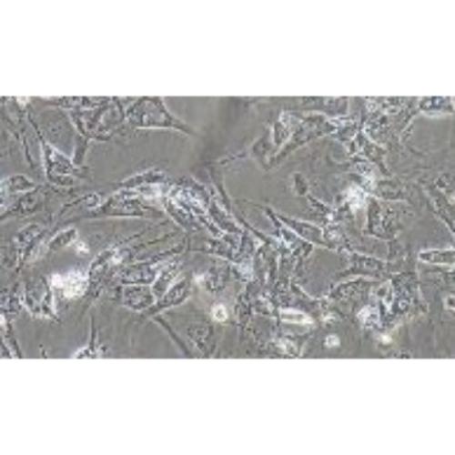 Human Pancreatic Ductal Cell Line, #HPNE