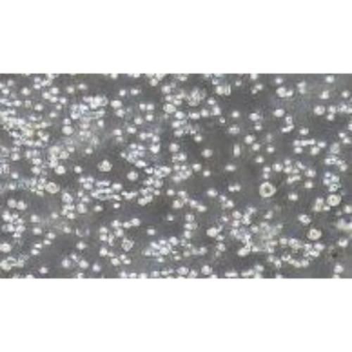 Human Multiple Myeloma Cell Line, #RPMI8226