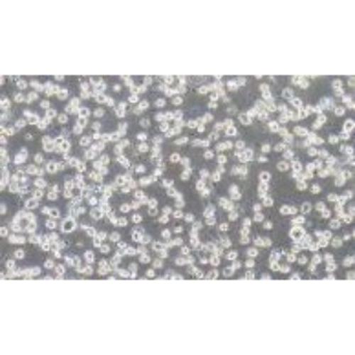 Human Myeloma Cell Line, #U266