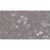 Near Jux Tubule Epithelial Cell Line Of The Human Renal Cortex, #HK-2