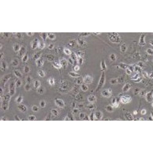 Near Jux Tubule Epithelial Cell Line Of The Human Renal Cortex, #HK-2