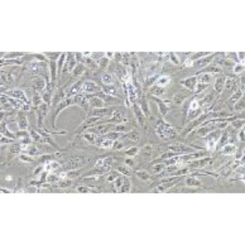Human Renal Clear-Cell Adenocarcinoma Cell Line, #786-O[786-0]