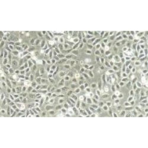 Human Bladder Cancer Cell Line, #5637